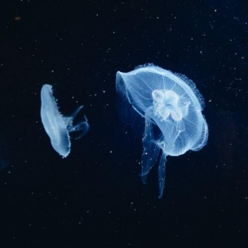 สมาชิกหมายเลข 2265210