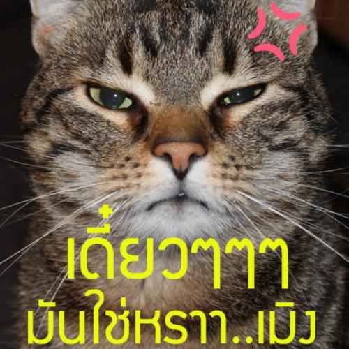 สมาชิกหมายเลข 5626197