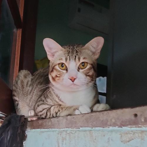 สมาชิกหมายเลข 4827908