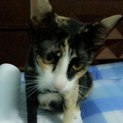 สมาชิกหมายเลข 1176533