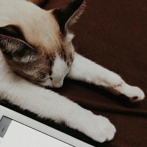 สมาชิกหมายเลข 4825612