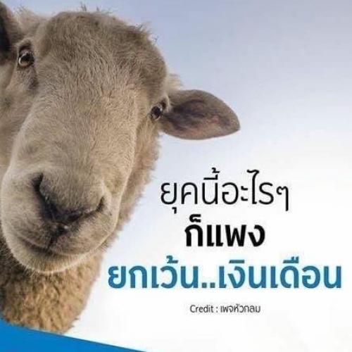 สมาชิกหมายเลข 4387659