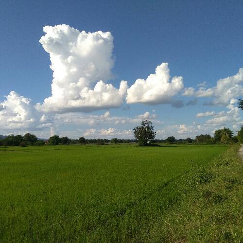 สมาชิกหมายเลข 4826119