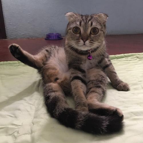 สมาชิกหมายเลข 4425730