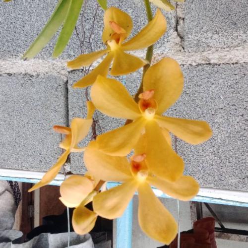 สมาชิกหมายเลข 8351565