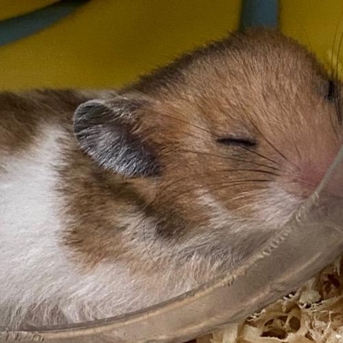 สมาชิกหมายเลข 8538503