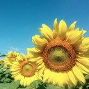 สมาชิกหมายเลข 4033547