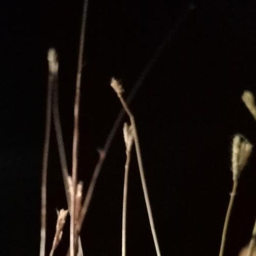 สมาชิกหมายเลข 4614246