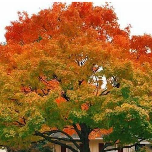 สมาชิกหมายเลข 5628558