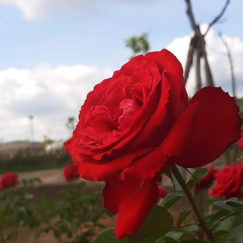 สมาชิกหมายเลข 6196931