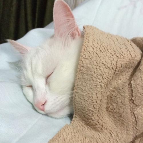 สมาชิกหมายเลข 4747946