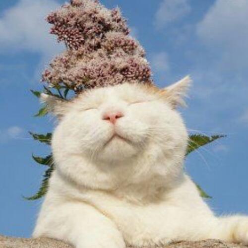 สมาชิกหมายเลข 4495555