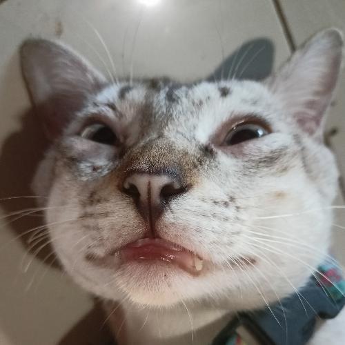 สมาชิกหมายเลข 6683960