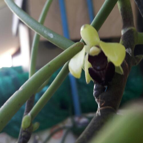 สมาชิกหมายเลข 4494479