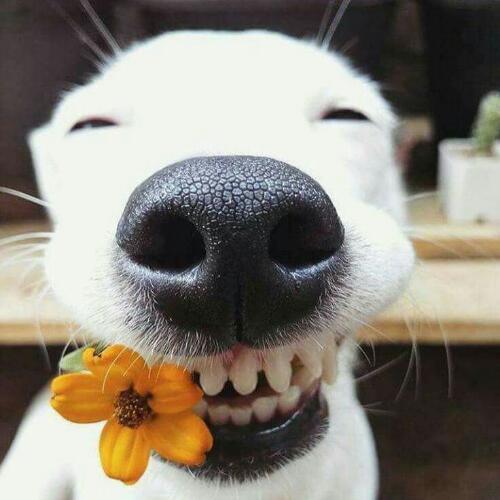 สมาชิกหมายเลข 4495745