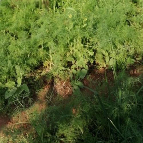 สมาชิกหมายเลข 3330893