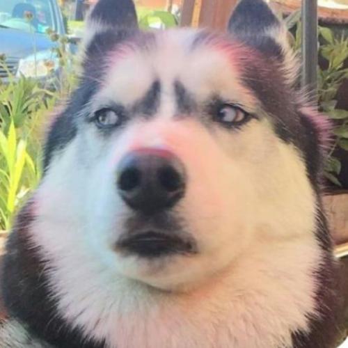 สมาชิกหมายเลข 2219485