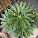 สมาชิกหมายเลข 4035345