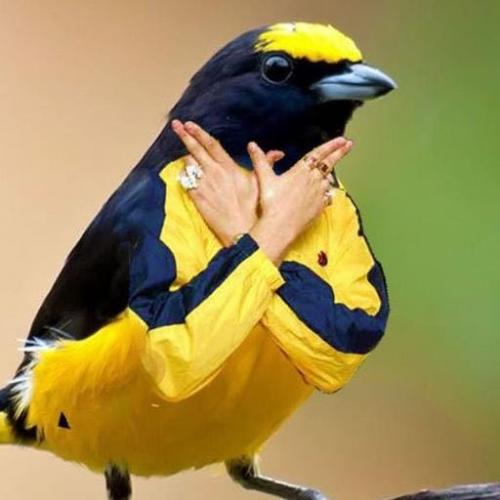 สมาชิกหมายเลข 4827777