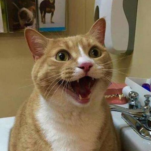 สมาชิกหมายเลข 4827795