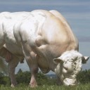 สมาชิกหมายเลข 4035918