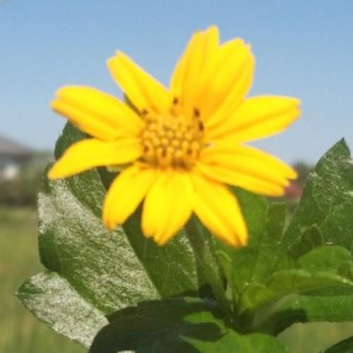 สมาชิกหมายเลข 3659010