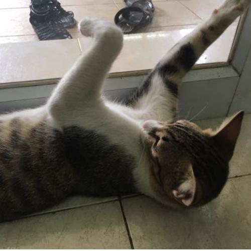 สมาชิกหมายเลข 4496302