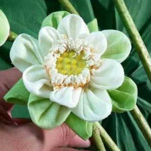 สมาชิกหมายเลข 4496428