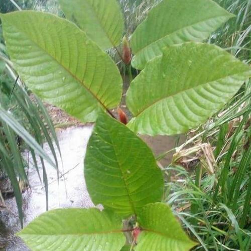 สมาชิกหมายเลข 3440319