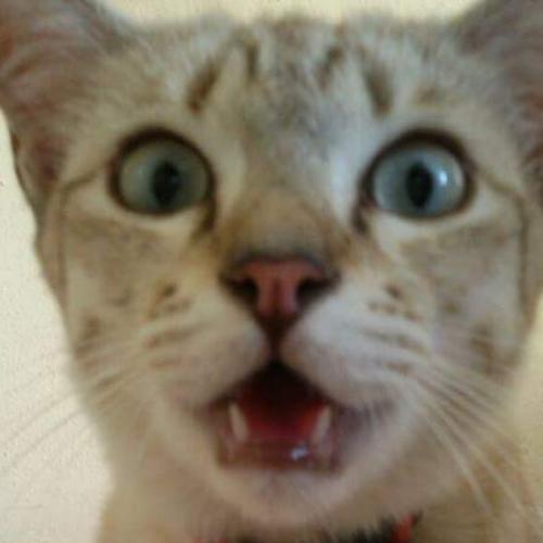 สมาชิกหมายเลข 4828272