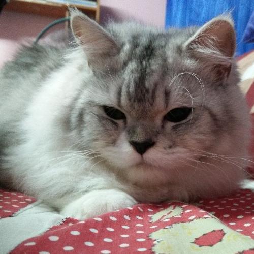 ต้นตระกูลข้าว