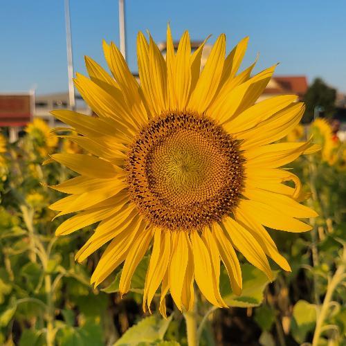 สมาชิกหมายเลข 3725114