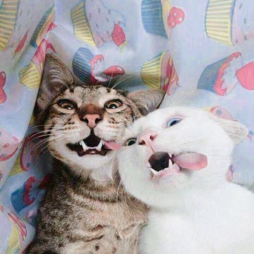 สมาชิกหมายเลข 4828525