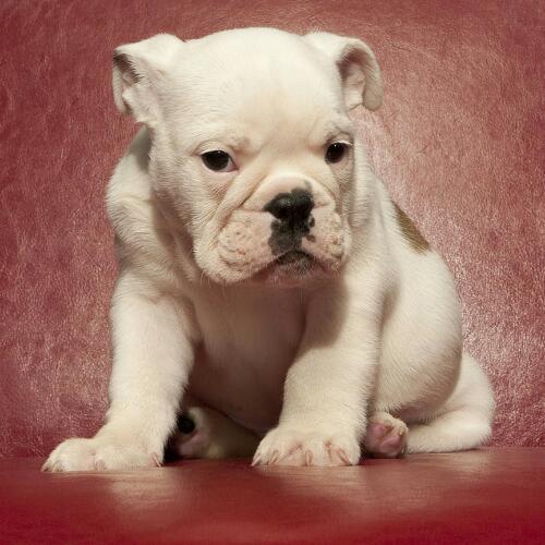 สมาชิกหมายเลข 5213427