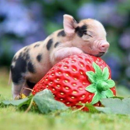 สมาชิกหมายเลข 5631921