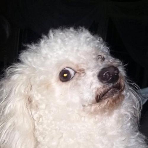 สมาชิกหมายเลข 4977909