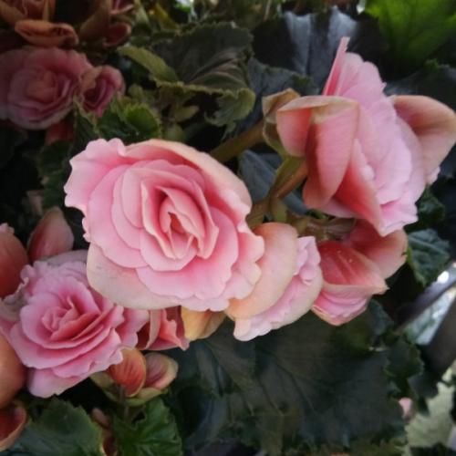 สมาชิกหมายเลข 3760597