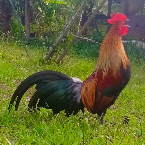 สมาชิกหมายเลข 4829139