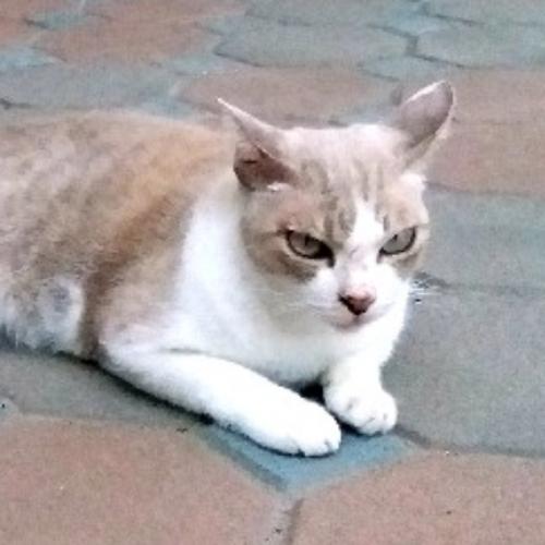 สมาชิกหมายเลข 3391586