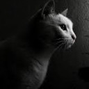 สมาชิกหมายเลข 4497090