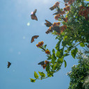 สมาชิกหมายเลข 2549052