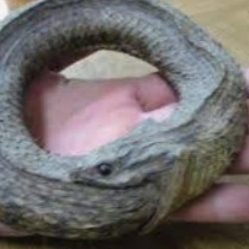 สมาชิกหมายเลข 7863263