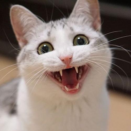 สมาชิกหมายเลข 4496219