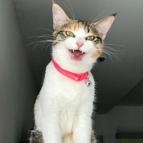 สมาชิกหมายเลข 4829719