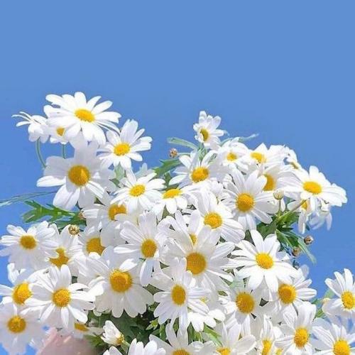 สมาชิกหมายเลข 5477082