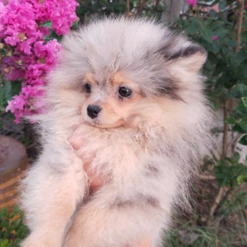 สมาชิกหมายเลข 6212145