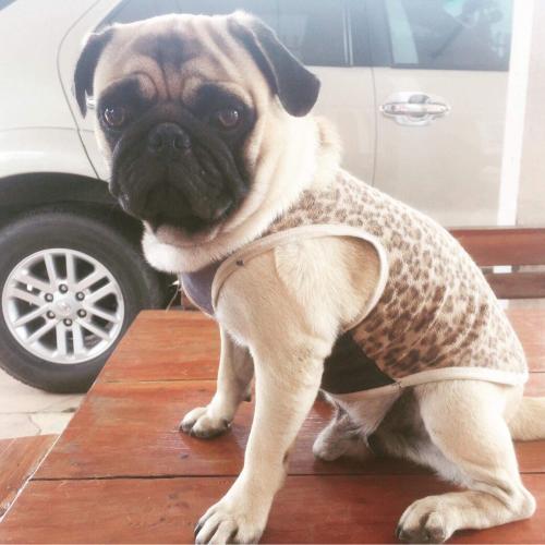 สมาชิกหมายเลข 4117256