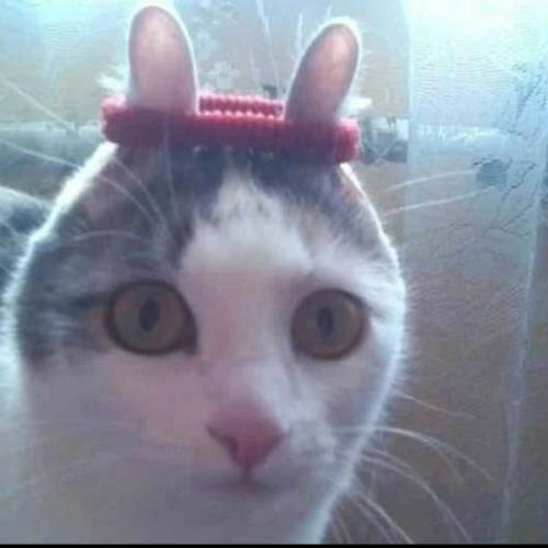 สมาชิกหมายเลข 6848810