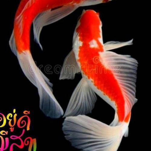 สมาชิกหมายเลข 8549490