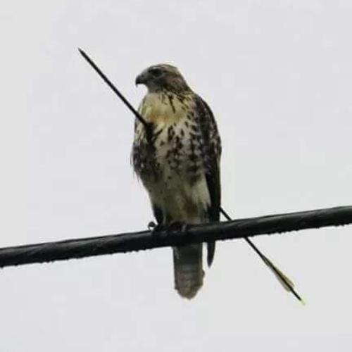 สมาชิกหมายเลข 3770869